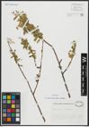 Foto von Salix alba subsp. vitellina (L.) Arcang.